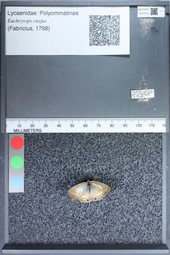 Media type: image;   Entomology 74314
